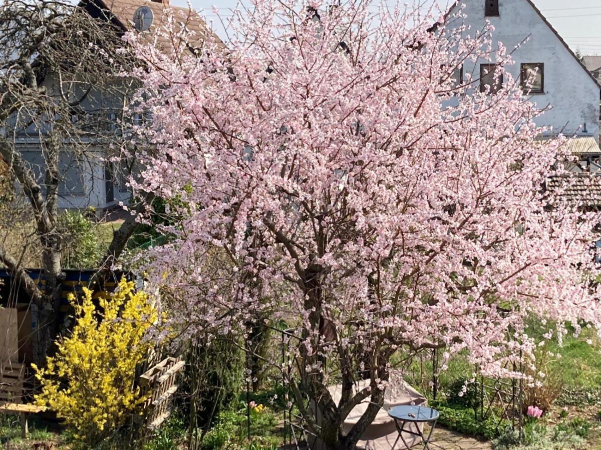 Terrassenwohnung Neustadt an der Weinstraße Esterno foto